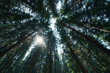 Obraz premium Sunlight streaming through dense pine tree canopy in serene woodland setting