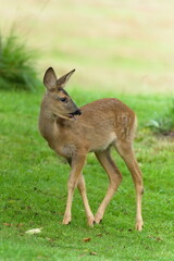 Capreolus capreolus aka european roe deer young baby. Nature of Czech republic.