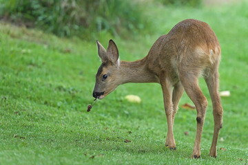 Capreolus capreolus aka european roe deer young baby with cherry in the mouth. Nature of Czech republic.