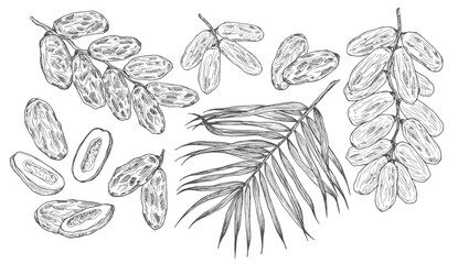 Hand drawn date leaves, fresh and dried fruits, branch, palm sketches set. Vintage dehydrated date fruits in engraved style. Delicious healthy dessert. Realistic oriental sweets vector illustrations.