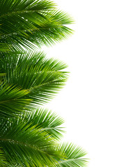 Obraz premium Lush Green Palm Leaves Isolated on White, Tropical Plant Background, Fresh Nature Concept.