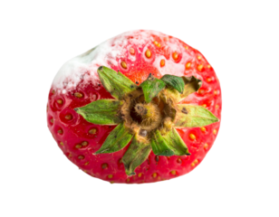 Rotten Strawberry Isolated on White Background