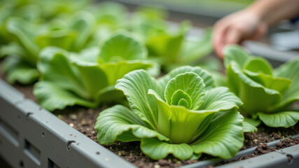 Closeup of hands inspecting fresh lettuce plants grown in modern hydroponic system inside greenhouse
