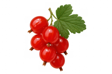 Ripe red currants dangling from verdant branches, isolated against transparent backdrop, highlighting fresh culinary ingredient