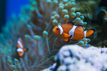 クマノミとイソギンチャク