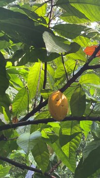 Organic cocoa fruit on the branch surrounded by lush green leaves