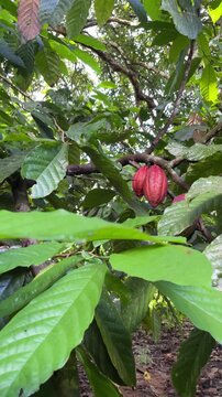 Organic cocoa fruit on the branch surrounded by lush green leaves