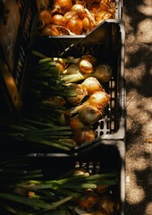 Fresh onion in plastic boxes at small local urban market. Organic produce on sale at outdoor farmer market. Selling fresh crops and veggies harvest. Part of the series