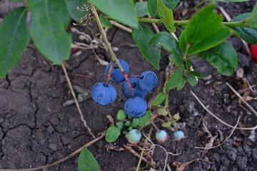 Blueberries on the bush, close-up view in a garden
