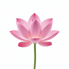 Beautiful pink lotus flower blooming gracefully on water surface in a serene natural setting surrounded by greenery