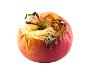 Rotten Apple Isolated on White Background