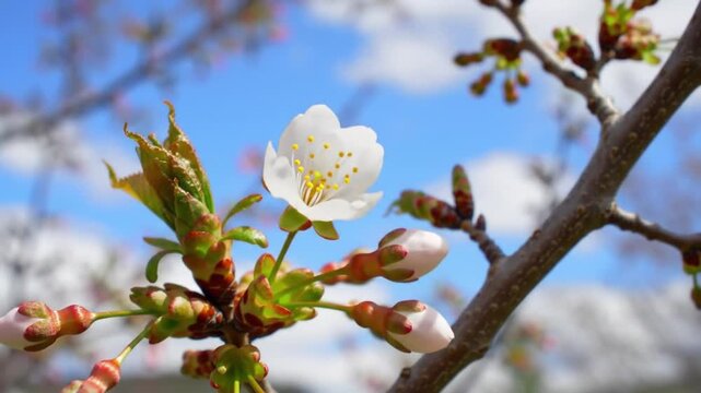 blooming apple tree videos of fruit and flowers for commercial needs product advertisements generated vo2