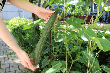 a good harvest of fresh cucumbers growing in the garden