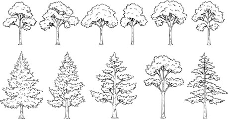 Set of coniferous and deciduous trees for architecture and landscape design, line drawing, contour. Vector illustration

