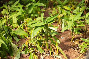 A vibrant cluster of green tropical plants showcasing the beauty and abundance of natural vegetation in a sunlit area.