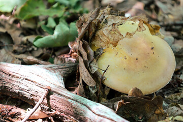 A close-up of an unusual mushroom growing on the forest floor among fallen leaves and an old branch. Its light-colored cap creates a sense of calm and mystery, and the surrounding environment emphasiz