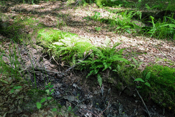 A close-up of vibrant green ferns growing in a forest on a slope along an old, fallen, moss-covered log. This scene fills the image with a sense of freshness and the mystery of the wild.