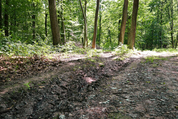 A forest path that splits into two, surrounded by a dense forest with tall trees and shrubs. The light filtering through the canopies creates an atmosphere of tranquility and hope for choosing the rig