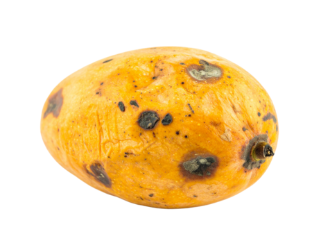 Rotten Mango Isolated on White Background
