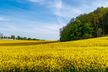 yellow rapeseed field and blue sky