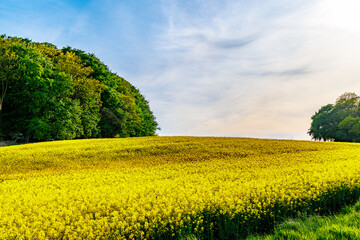 yellow canola field and blue sky
