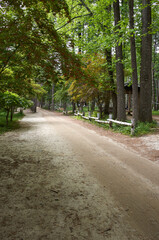 Forest. Namiseom Island is a famous tourist destination in Korea.
