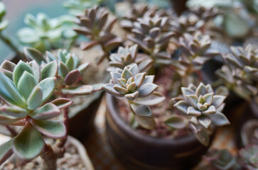 A variety of succulents are on sale.
