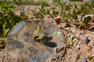 CD dumped on the side of the road.
