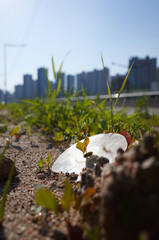 CD dumped on the side of the road.
