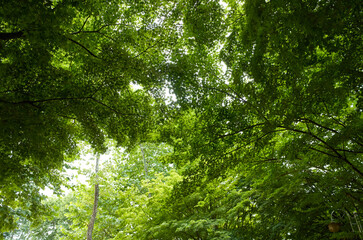 Images of trees taken in the summer.
