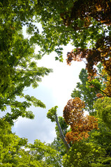 Images of trees taken in the summer.
