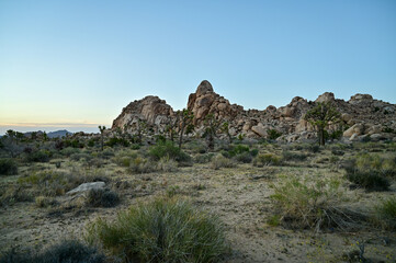 Golden hour landscapes in Joshua Tree National Park, California, showcasing iconic rock formations, desert vegetation, and Joshua trees under a clear evening sky.