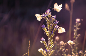 three white butterflies flying around wild flowers on wild meadow, close-up of rural nature, natural background.