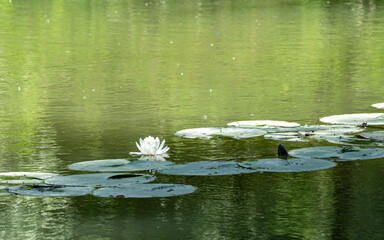 white water lily on the lake