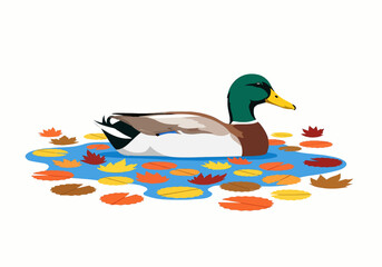 Obraz premium Duck with Autumn Leaves in Water Vector