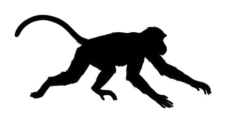 Silhouette of a primate monkey walking on four limbs in silhouette against a black background
