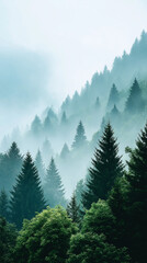 Fototapeta premium Misty Forest Landscape in Serene Morning Light