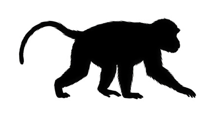 Silhouette of a monkey walking on a black background a common primate found in jungles