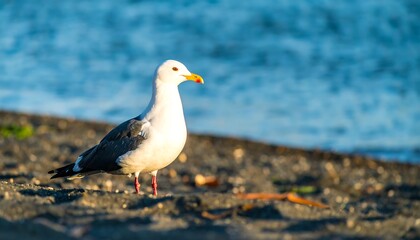 Obraz premium A solitary seagull stands on a sandy beach with ocean background.