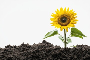 Sunflower emerging from dark soil against a neutral background highlighting growth and nature
