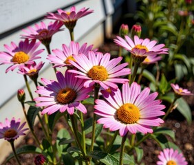 Obraz premium Close up of pink daisy like flowers with yellow centers in sunlight