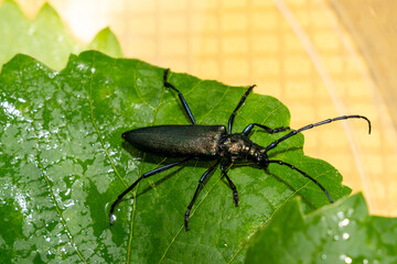 Metallic black longhorn beetle sitting on green leaf inside transparent plastic container. Macro insect photography. Entomology and biodiversity concept. Design for poster, wallpaper, print. Macro sho