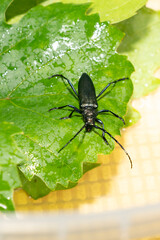 Metallic black longhorn beetle sitting on green leaf inside transparent plastic container. Macro insect photography. Entomology and biodiversity concept. Design for poster, wallpaper, print. Macro sho