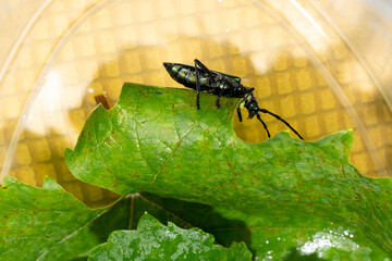 Metallic black longhorn beetle sitting on green leaf inside transparent plastic container. Macro insect photography. Entomology and biodiversity concept. Design for poster, wallpaper, print. Macro sho