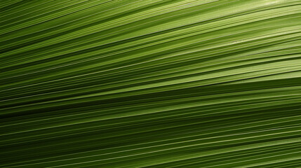 Palm Frond Macro Photography