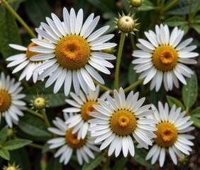 Fototapeta premium Close up of a cluster of white daisy flowers with yellow centers in a garden
