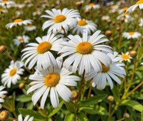 Fototapeta premium Close up of a cluster of white daisies with yellow centers in a field