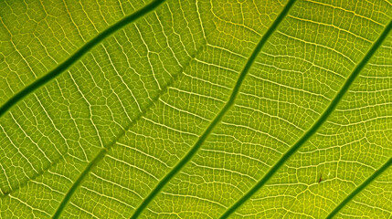 Obraz premium Leafy details