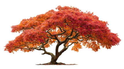 Japanese Maple Tree with Red and Orange Autumn Leaves on Transparent Background