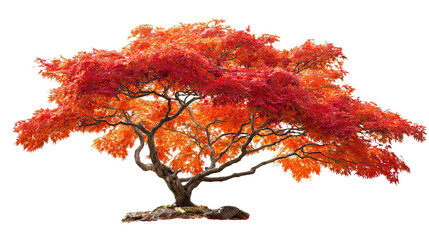 Japanese Maple Tree with Red and Orange Autumn Leaves on Transparent Background